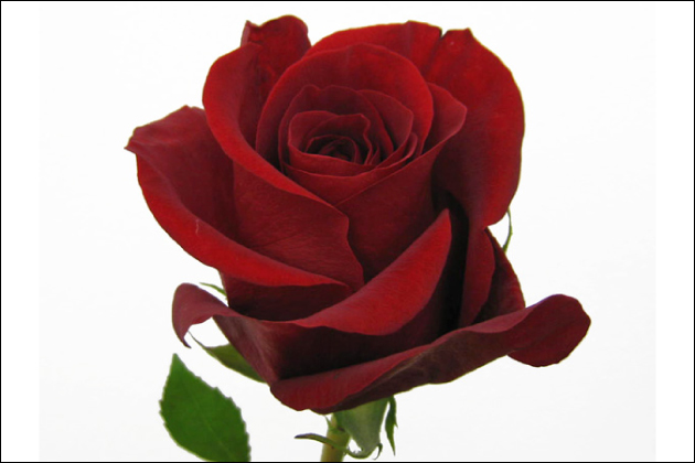 �l�Ȃ���l�̏o������闝�R�I�ӊO�ƒm��Ȃ��l�ȁE��w�̋��K����